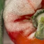 Closeup shot of a moldy red bell pepper