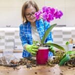 Flower orchid in pot, woman caring transplanting plant