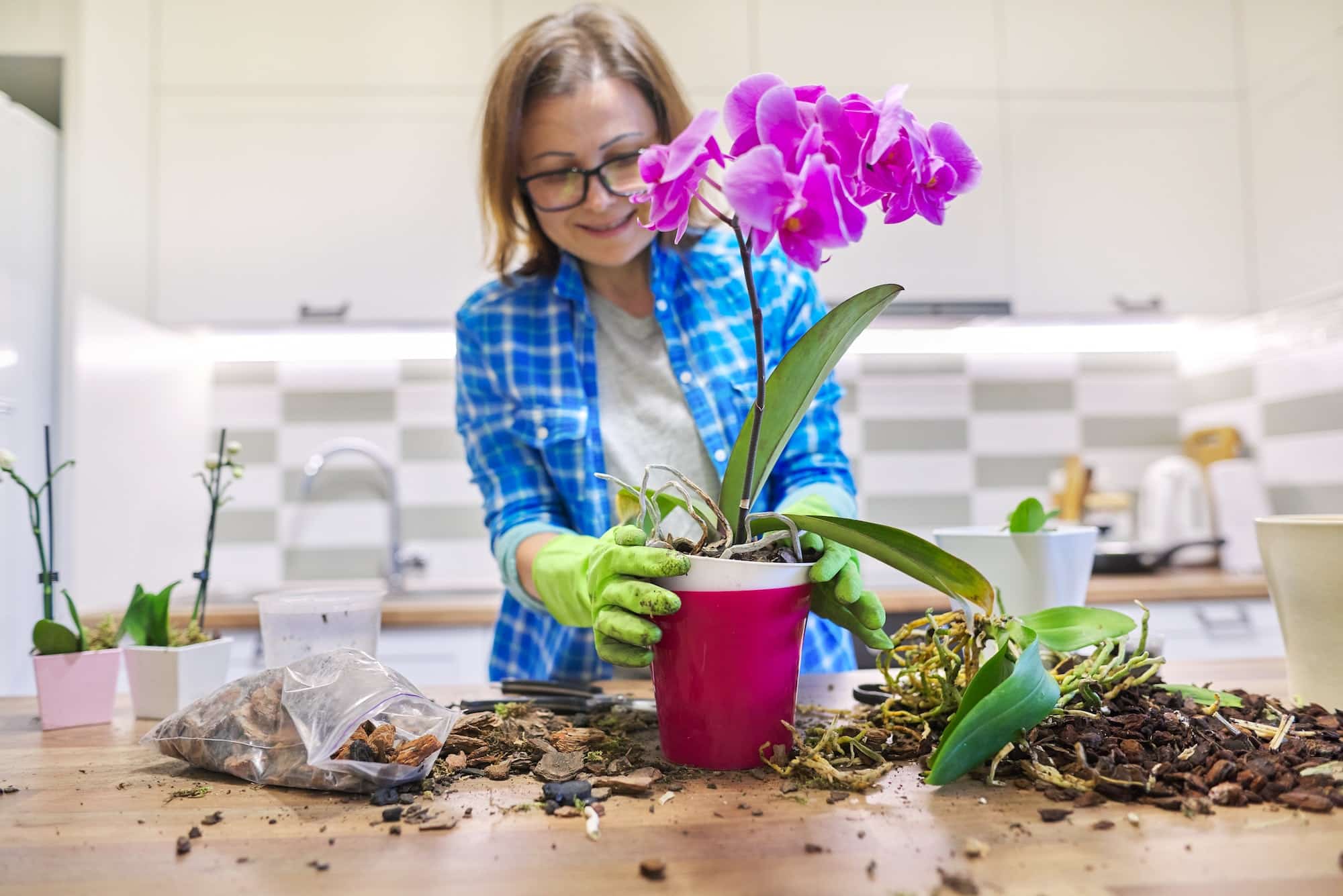 Flower orchid in pot, woman caring transplanting plant