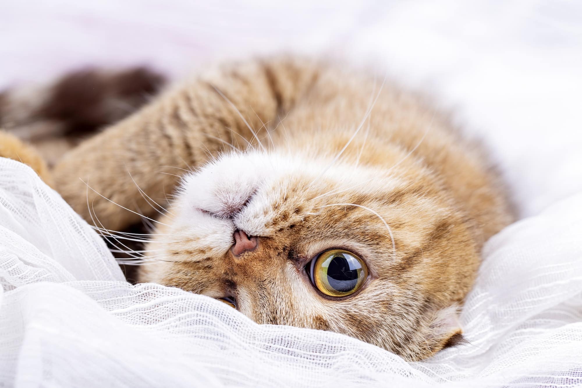 chat mignon