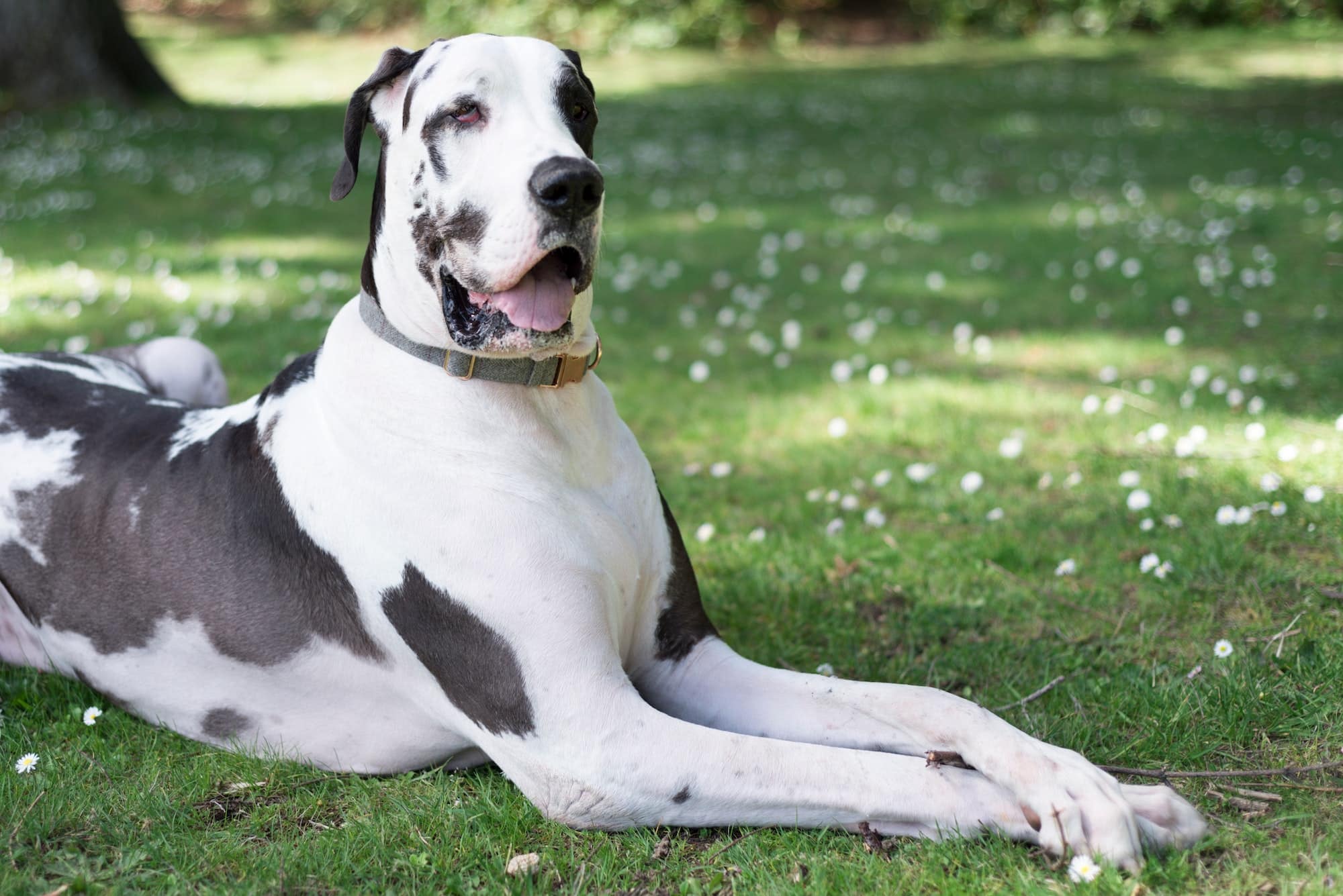 dogue allemand