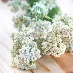 Achillea millefolium, yarrow or common yarrow white fresh flowers