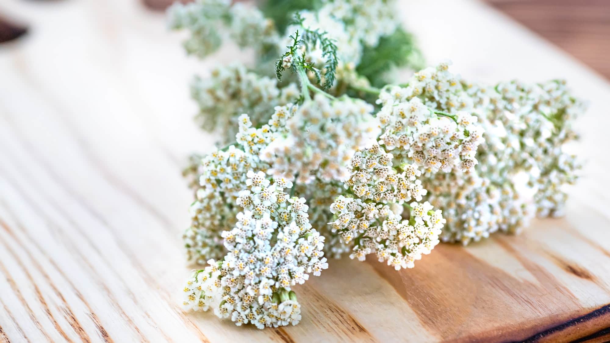 Achillea millefolium, yarrow or common yarrow white fresh flowers