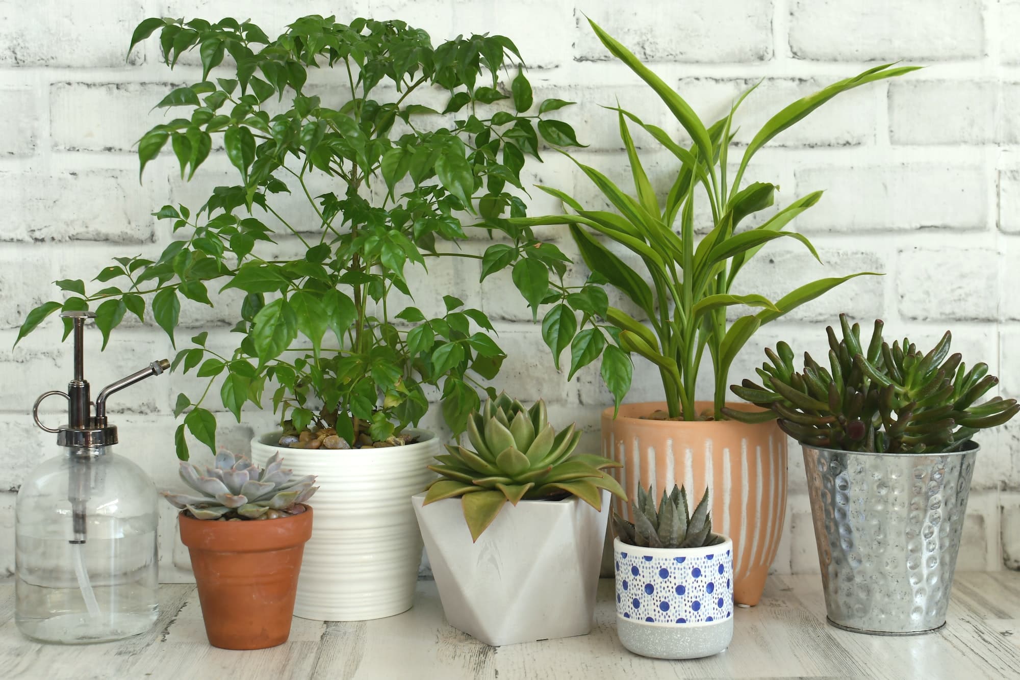 Les 8 utilisations du vinaigre pour les plantes d'intérieur afin de les rendre plus vertes et plus belles