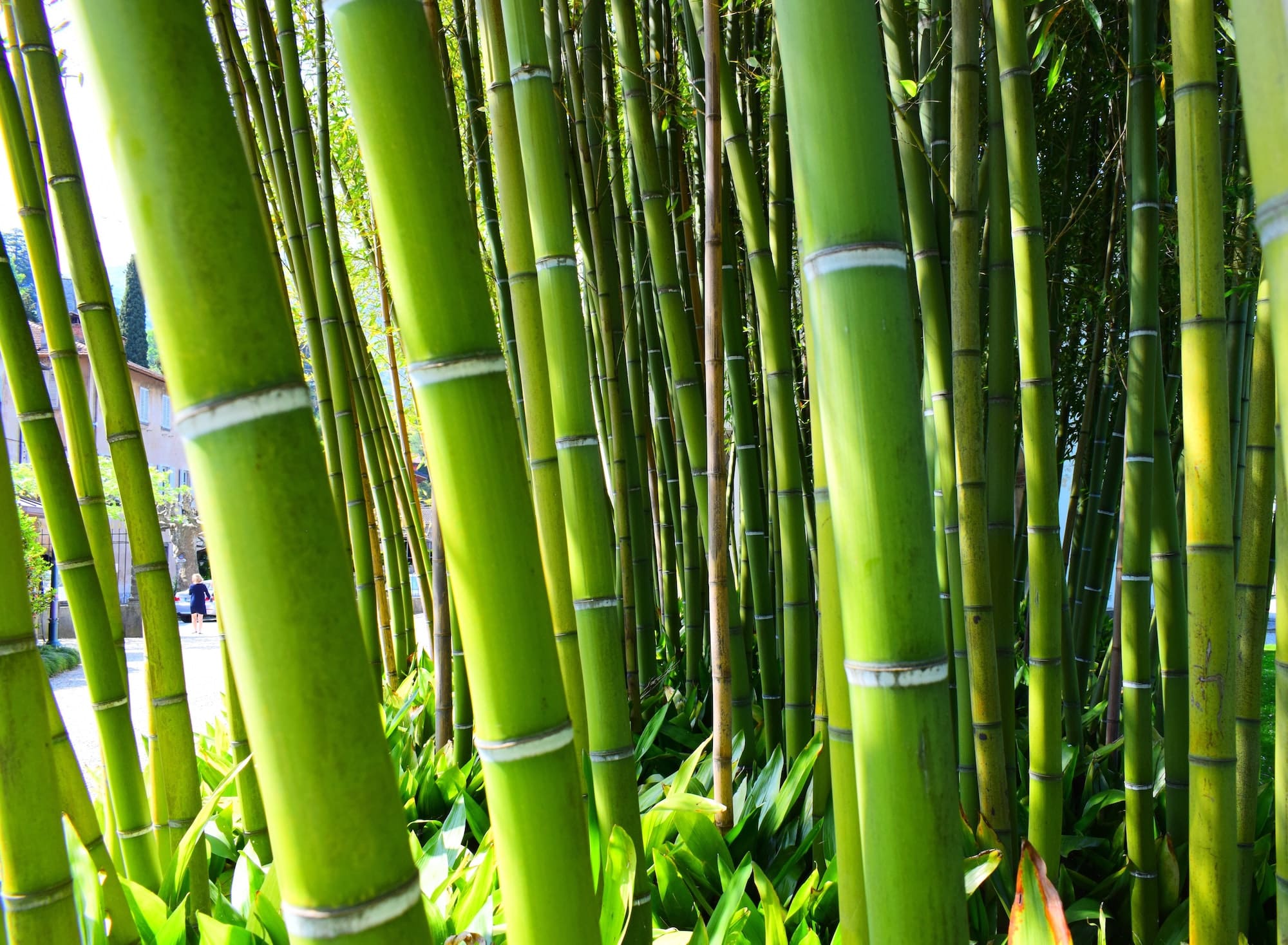 Bamboos