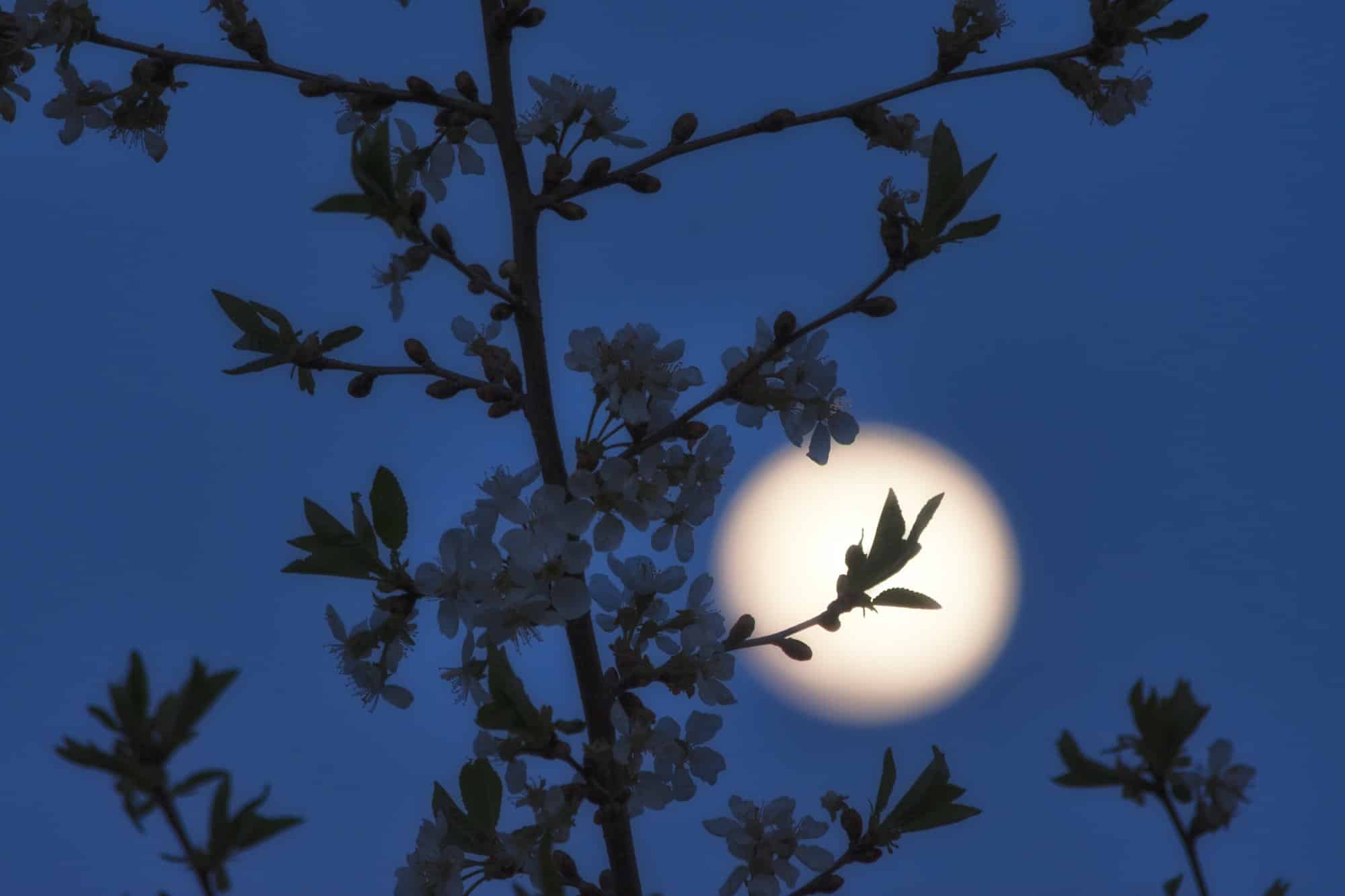 Jardiner avec la lune en avril 2023 : les meilleures astuces pour une récolte abondante !