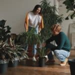 Les meilleures plantes d'intérieur : décorer sa maison et prendre soin de sa santé