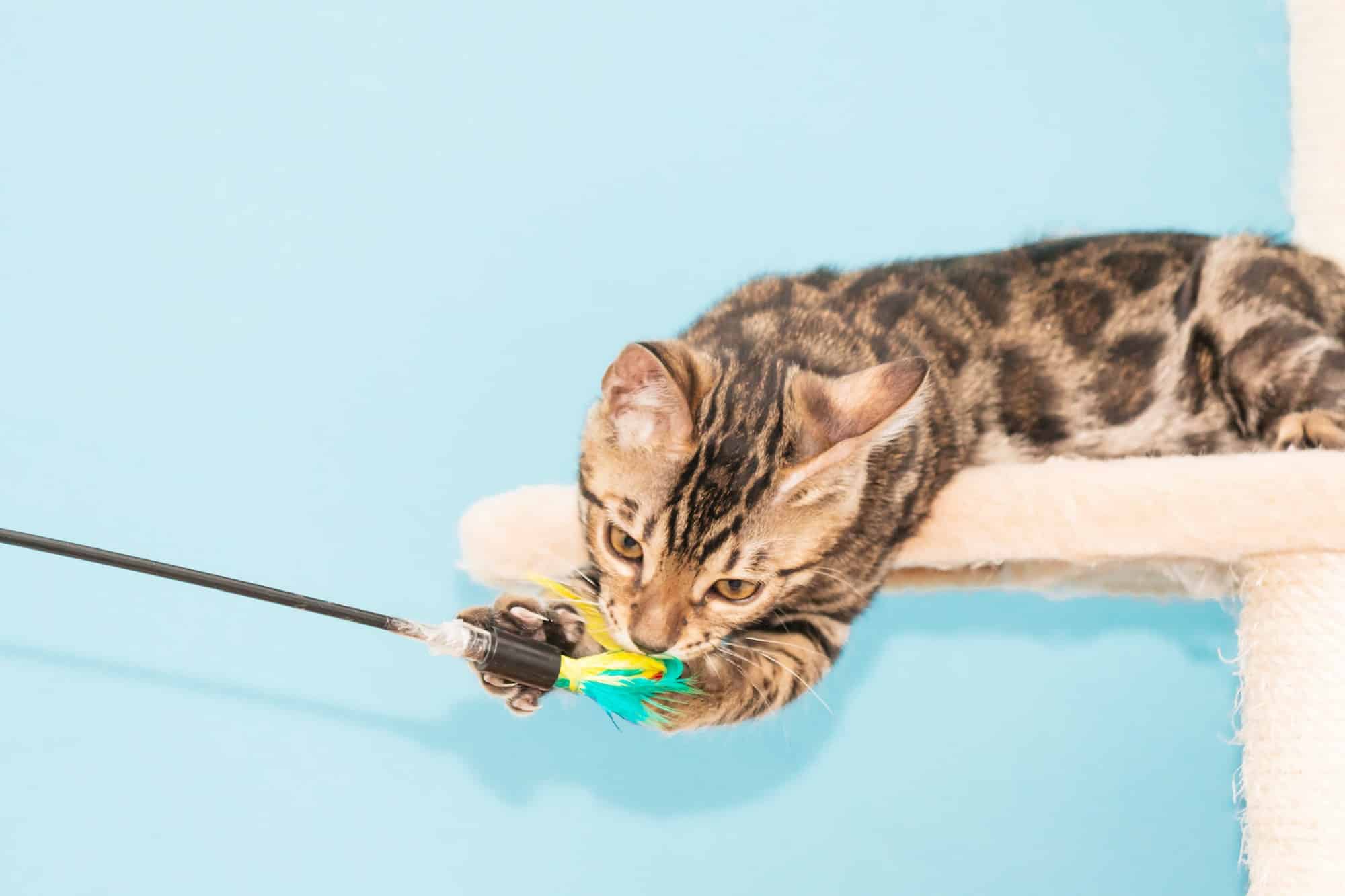 Le secret pour garder votre chat heureux et en pleine forme: le jeu!