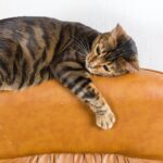 Comment empêcher votre chat de griffer les canapés et les rideaux à la maison ?