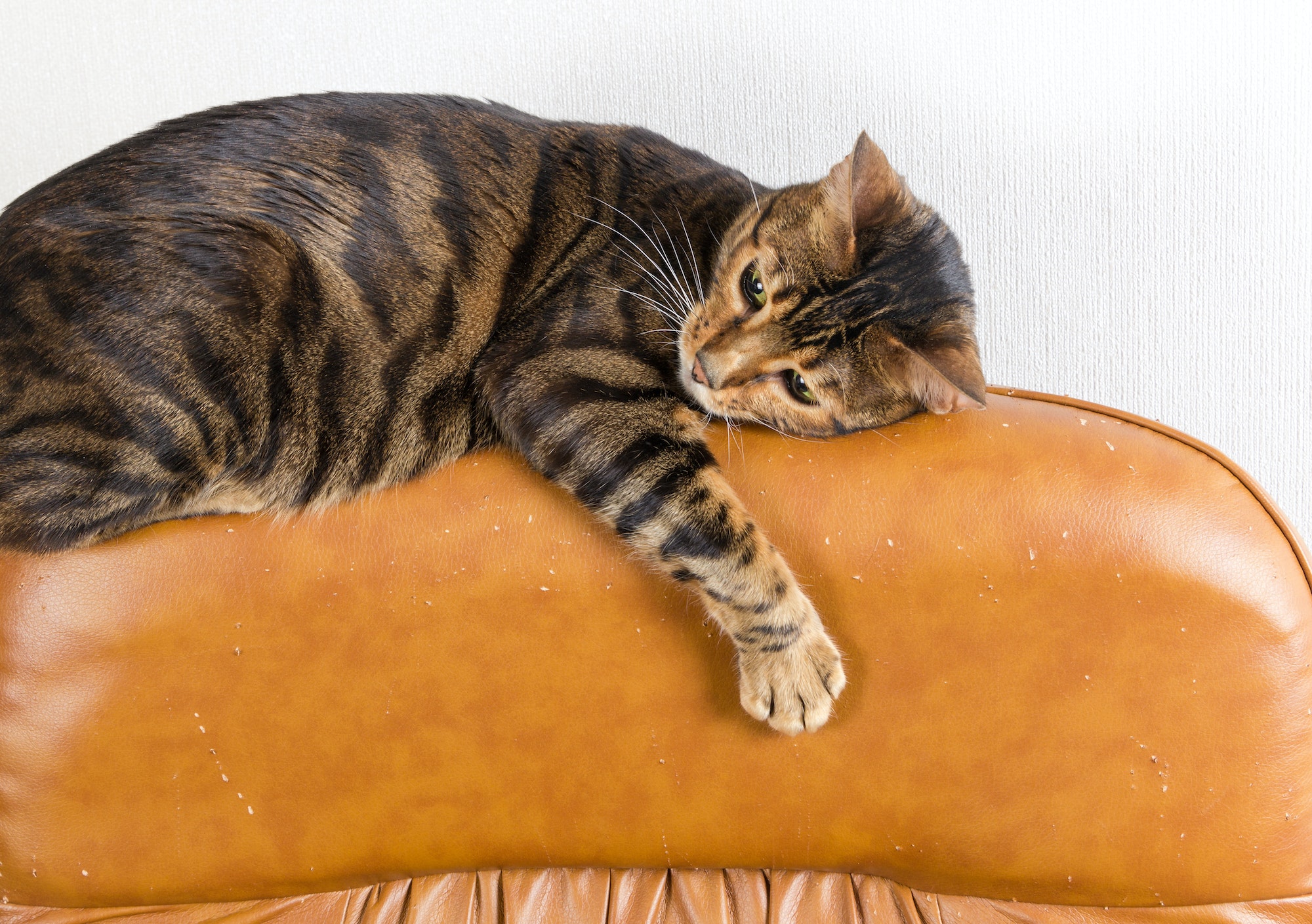 Comment empêcher votre chat de griffer les canapés et les rideaux à la maison ?