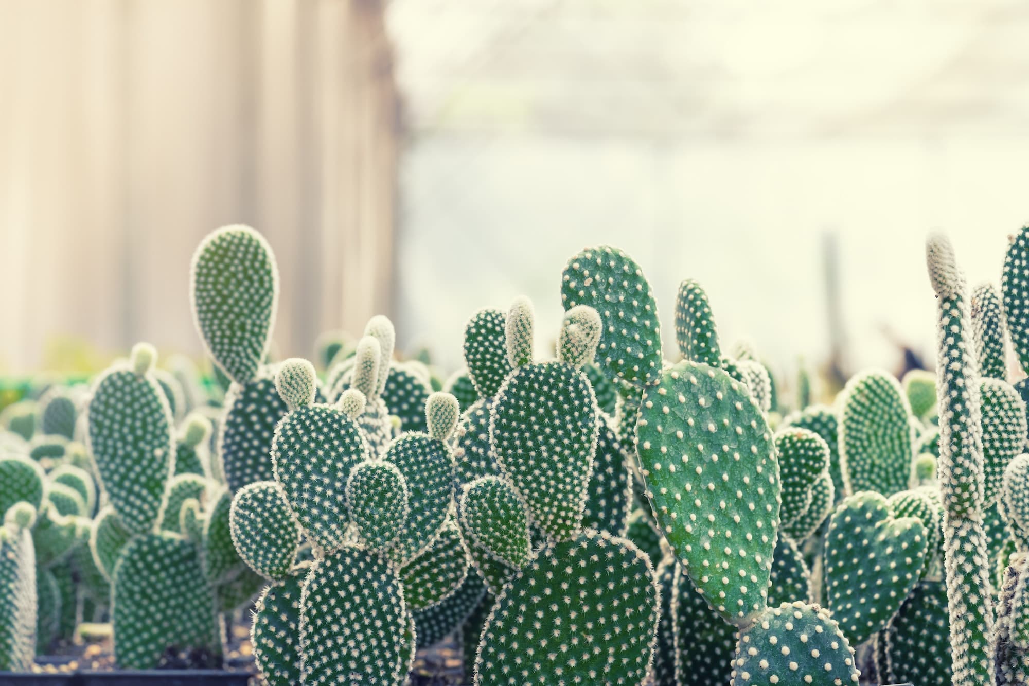 Close-up of Opuntia Cactus plant in the farm with copy space.