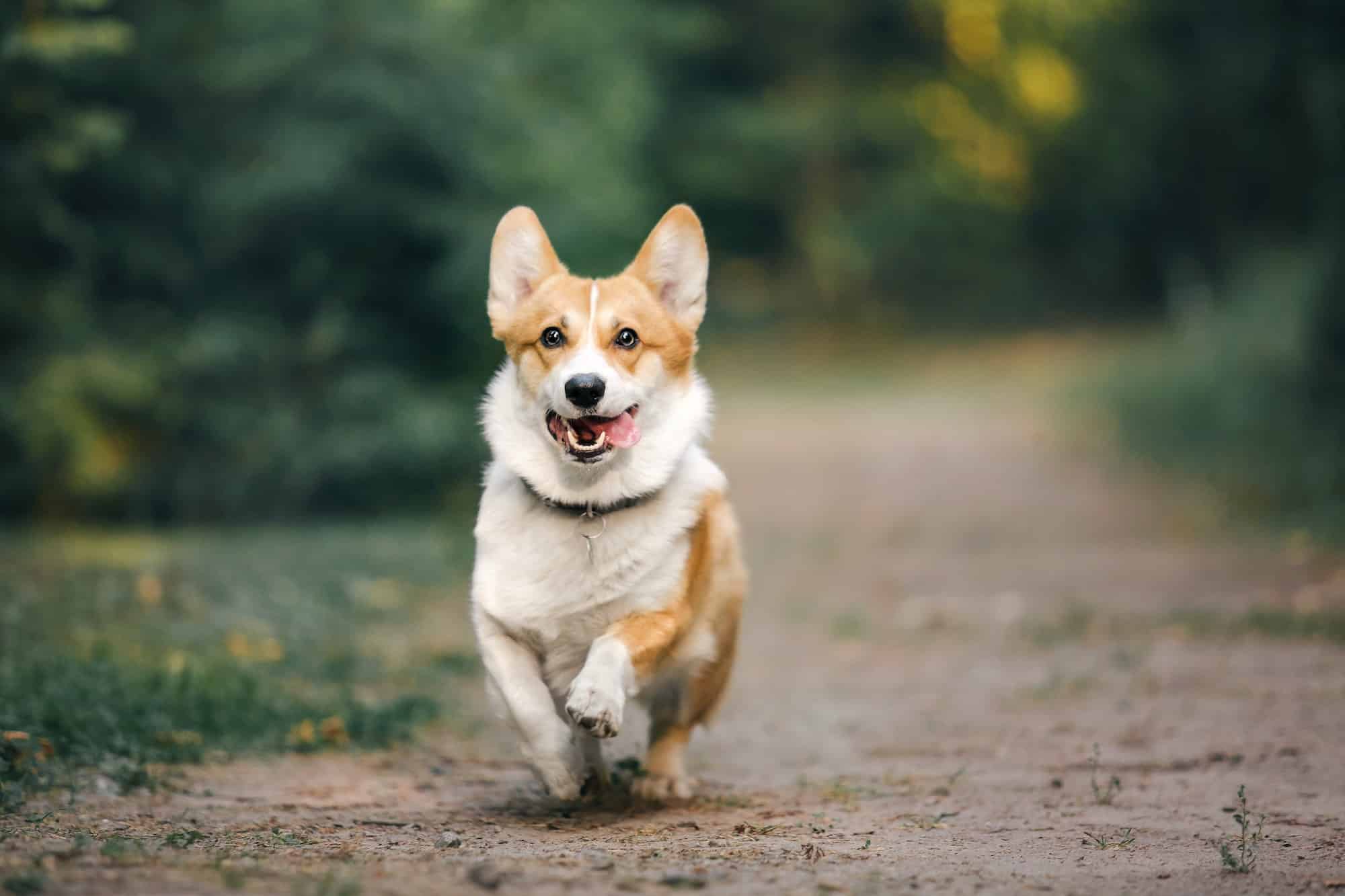 Découvrez pourquoi votre chien vous suit partout !