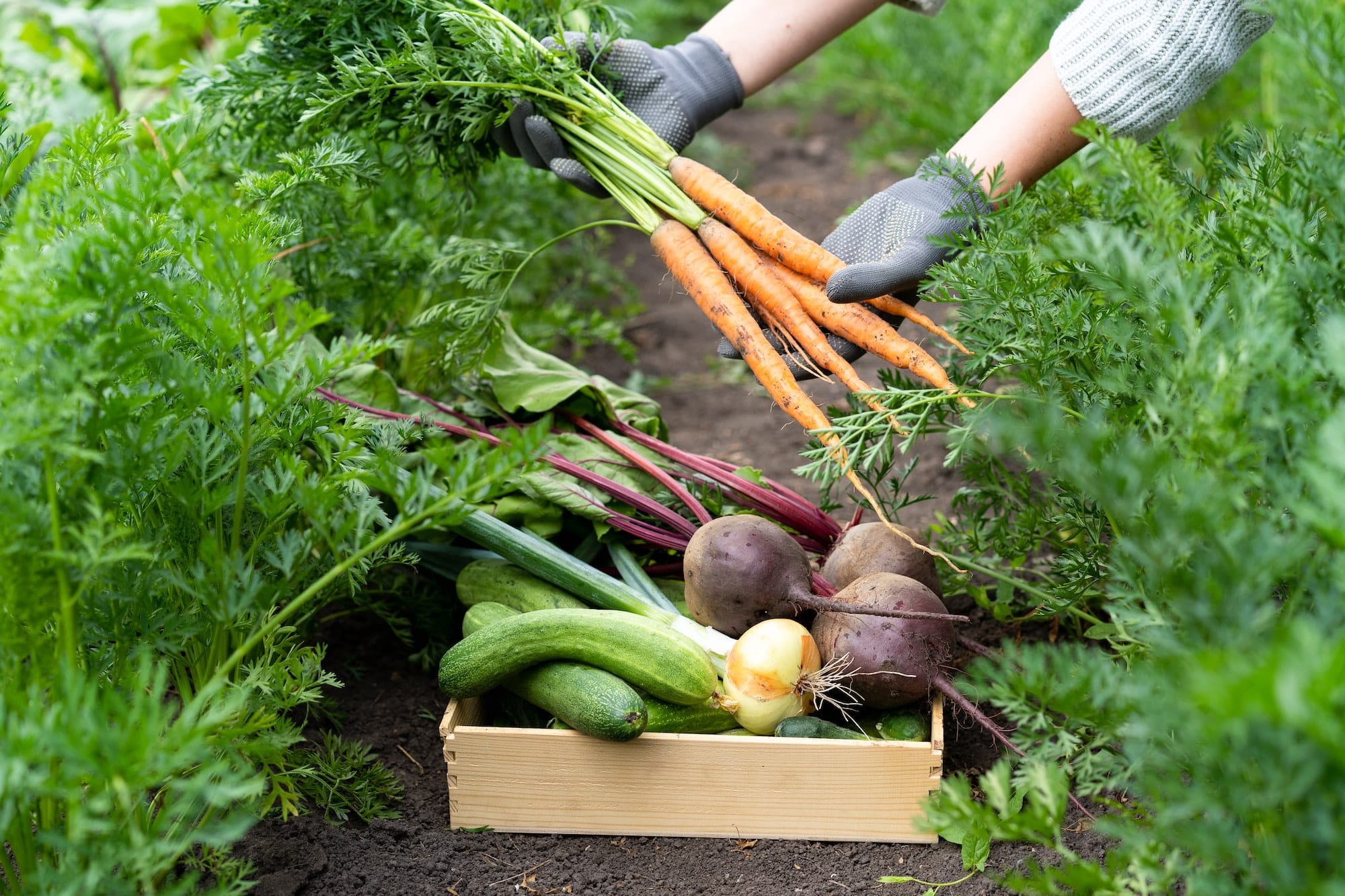 Le potager, secret pour combattre l'inflation et booster votre pouvoir d'achat ?