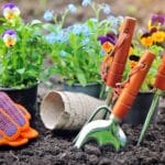 Gardening tools and spring flowers in the garden