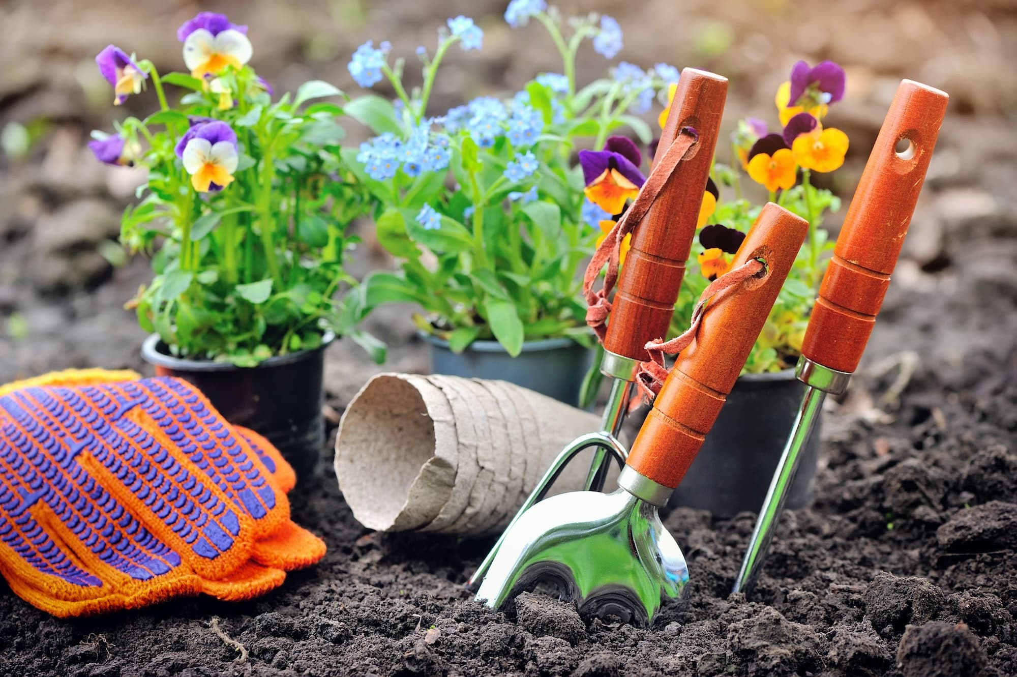 Gardening tools and spring flowers in the garden