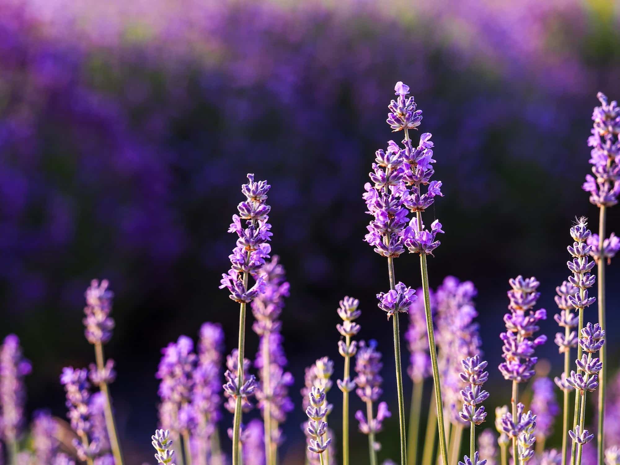 Lavender