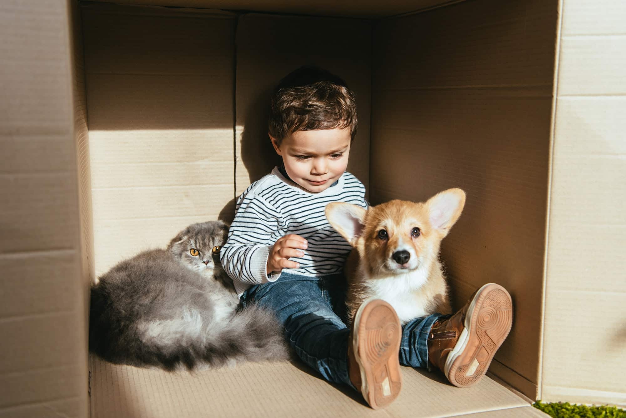 Vous ne devinerez jamais comment chiens et chats protègent vos enfants des allergies alimentaires!