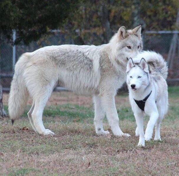 La différence de taille abyssale entre les loups et les chiens que vous ignoriez (et qui est