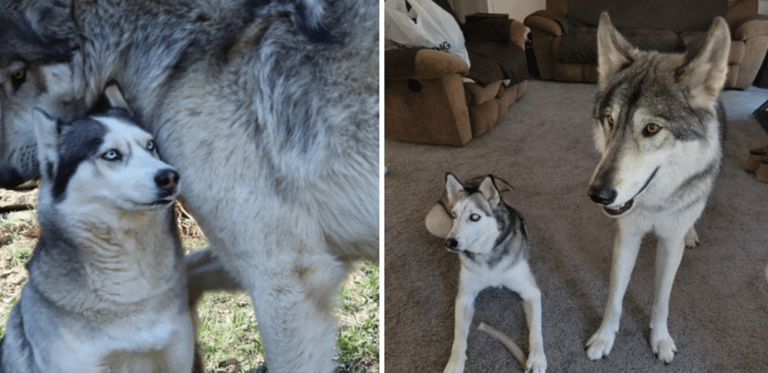 L’enorme differenza di dimensioni tra lupi e cani che non sapevi (e sta diventando virale)