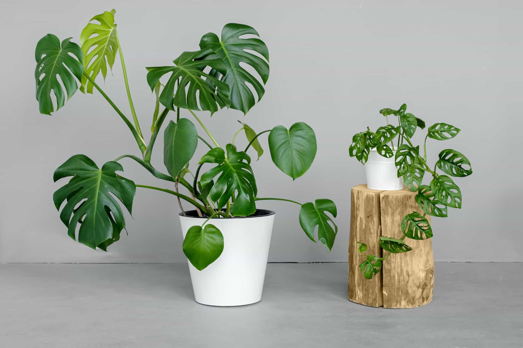 Monstera