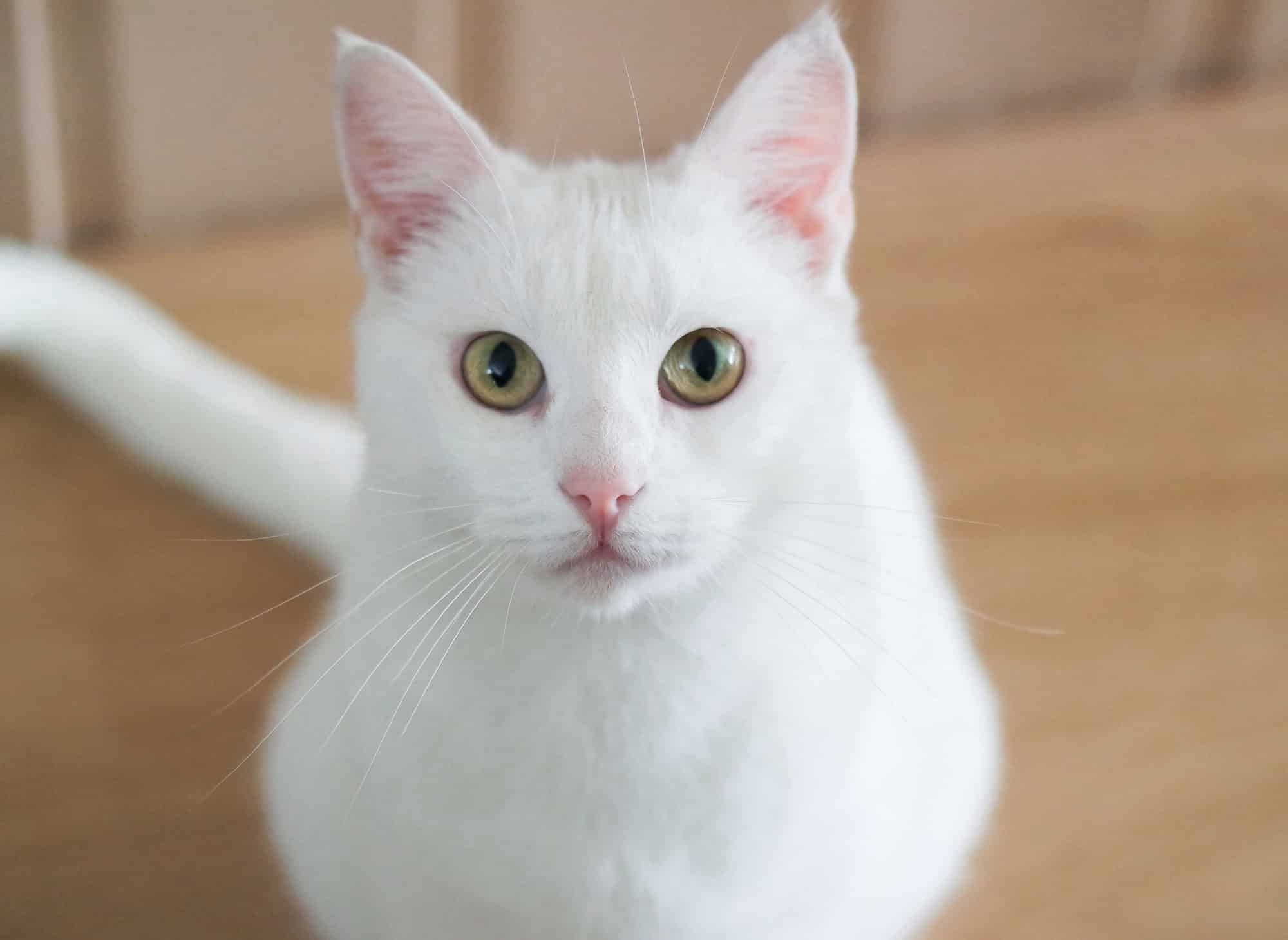 Le chat viral de TikTok qui échappe de justesse à un combat de chiens assuré