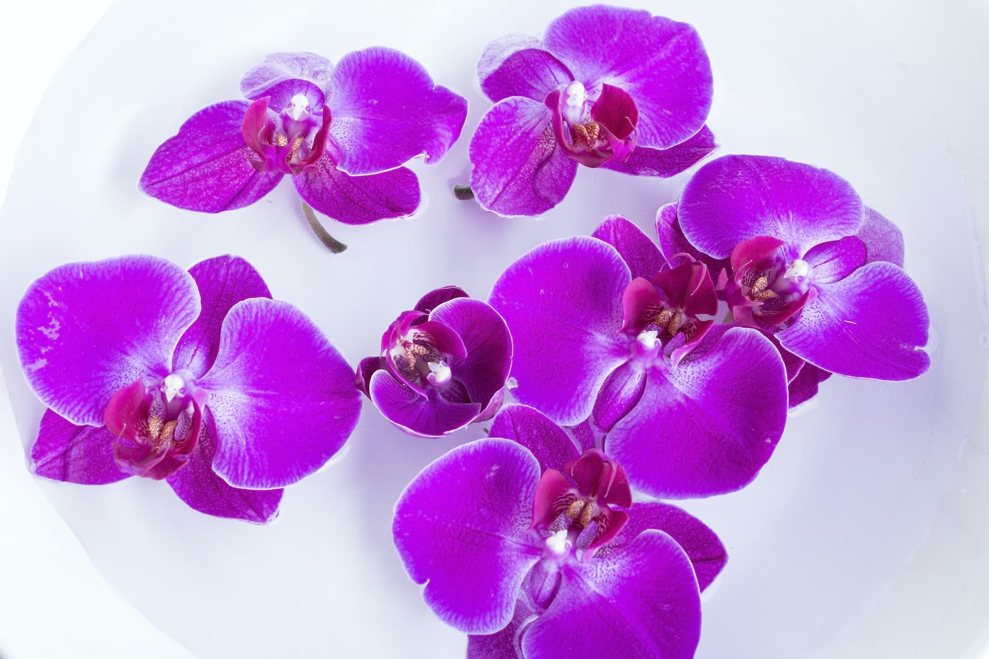 Attirez la chance, l'argent et l'amour grâce aux plantes d'intérieur selon le Feng Shui