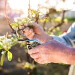 Comment tailler vos arbustes au printemps