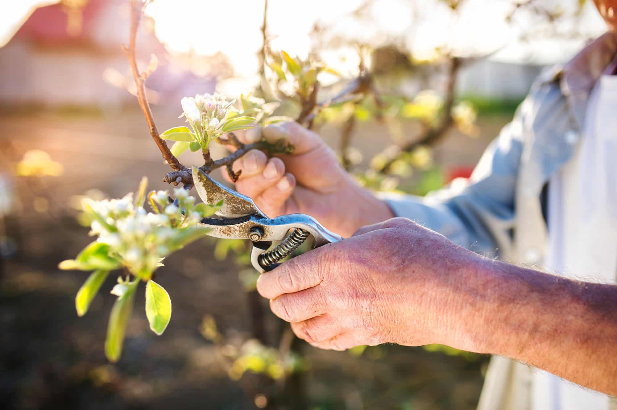 Comment tailler vos arbustes au printemps