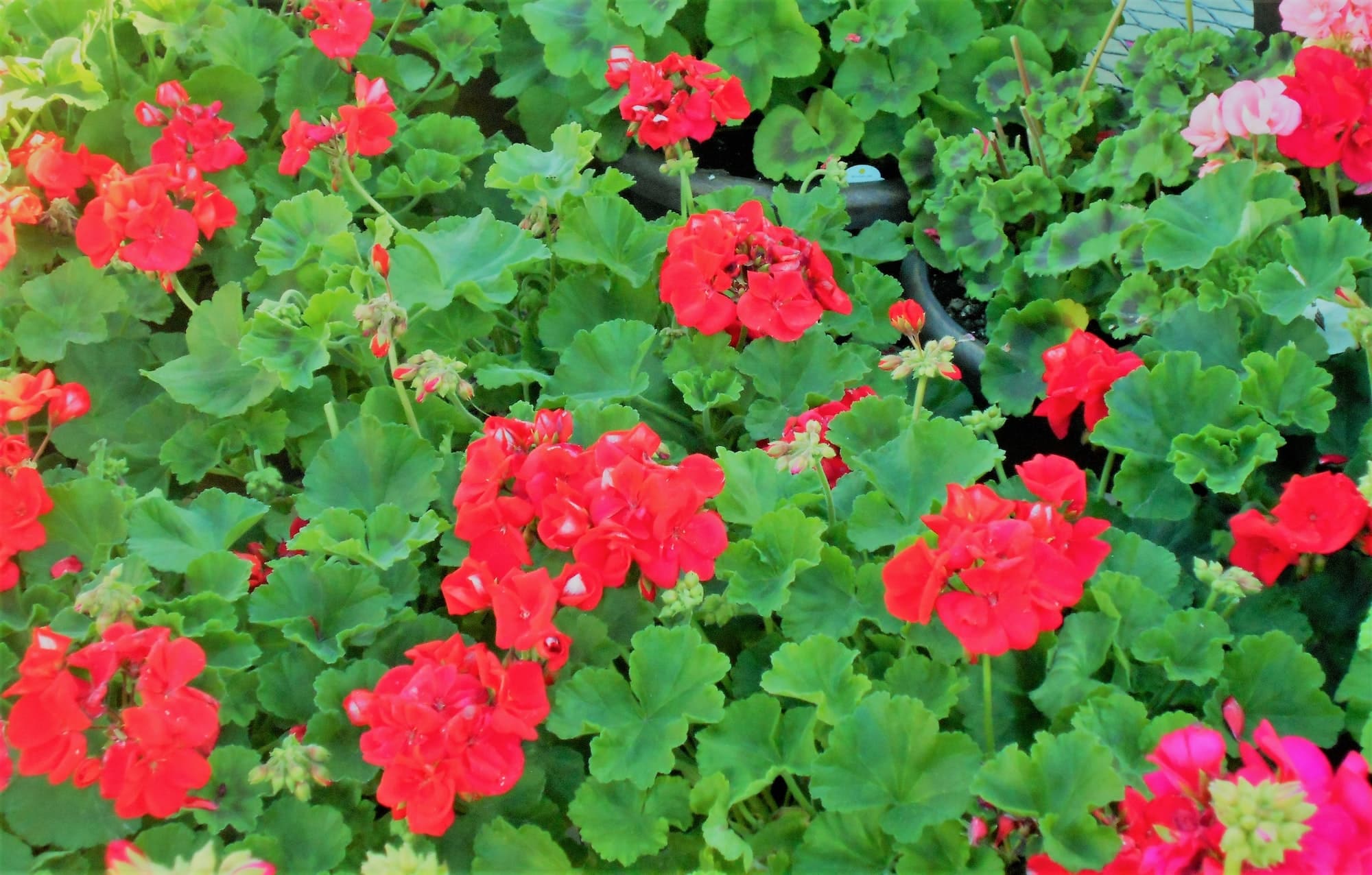 Spring Flowers! Red Geraniums!