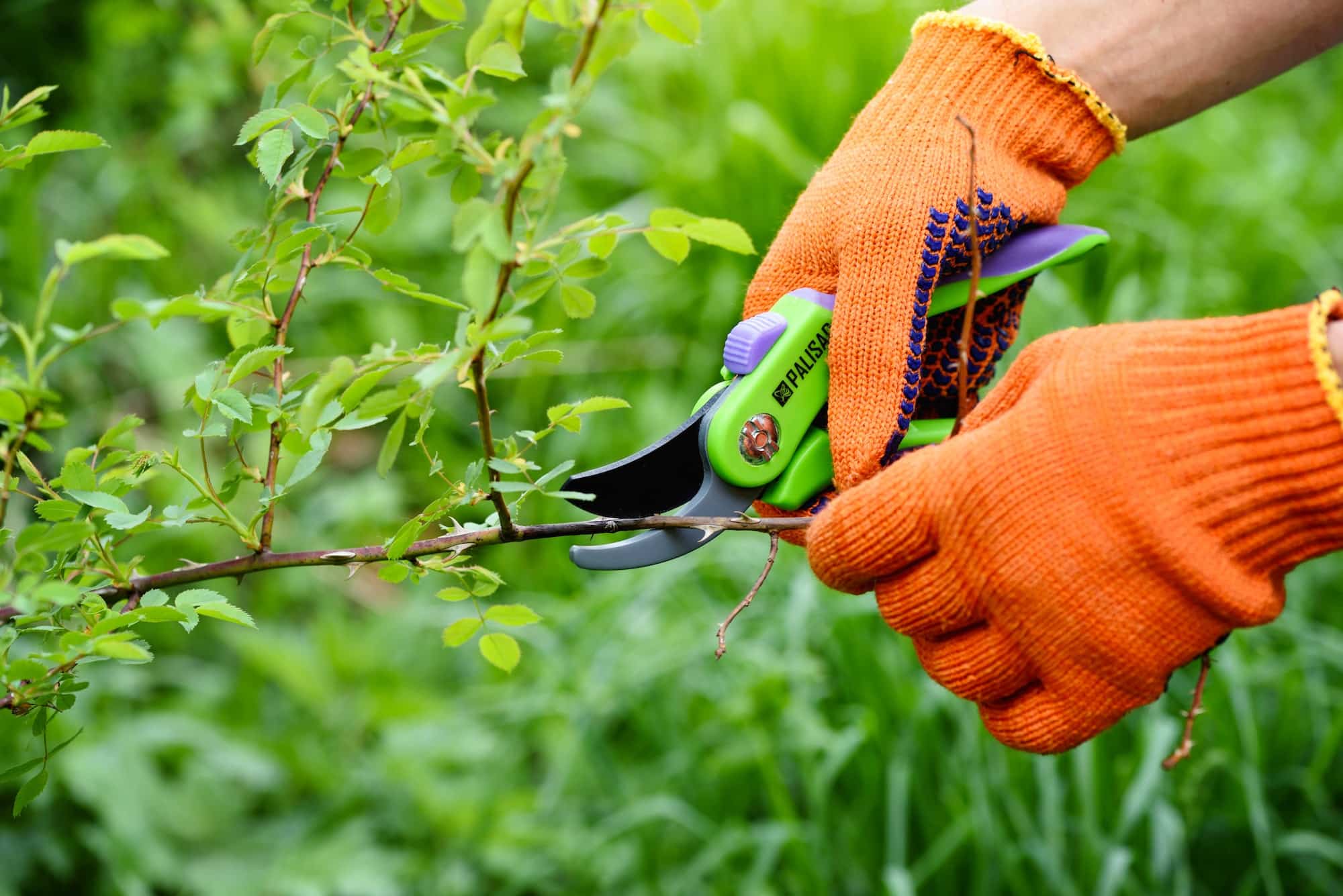 Le guide ultime pour un jardin parfait en avril: 5 conseils incontournables