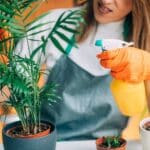 Comment utiliser le bicarbonate de soude pour garder vos plantes en bonne santé