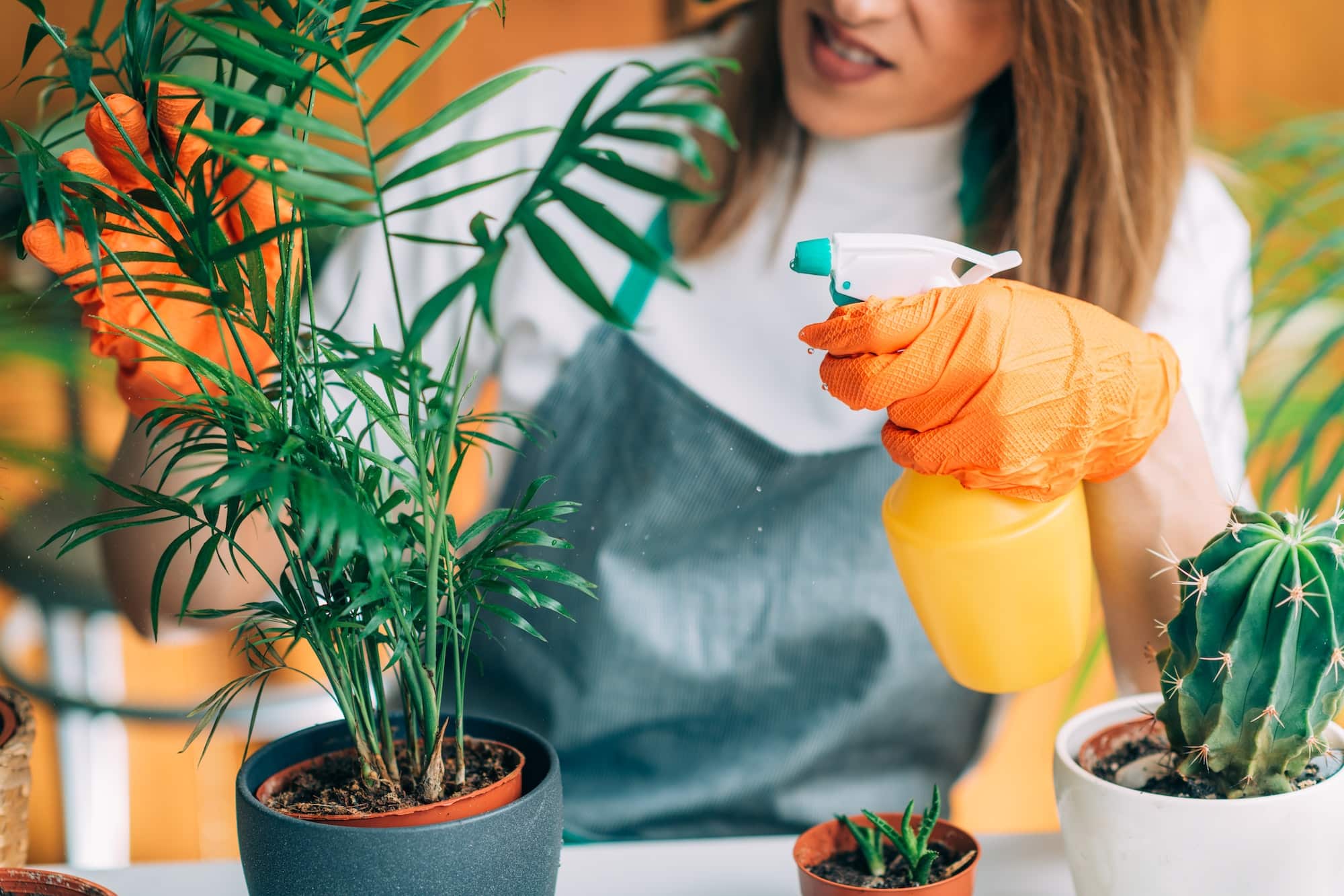 Comment utiliser le bicarbonate de soude pour garder vos plantes en bonne santé