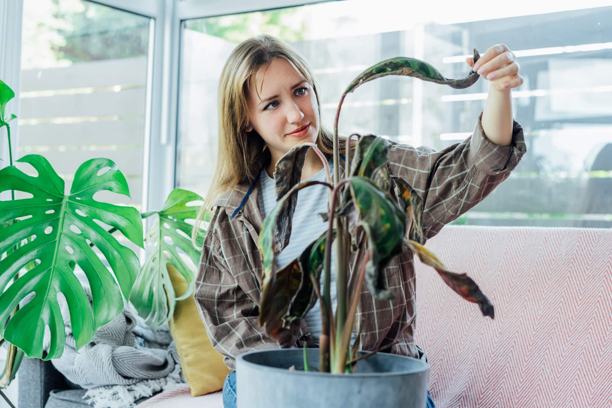 Les plantes peuvent-elles mourir de vieillesse ?