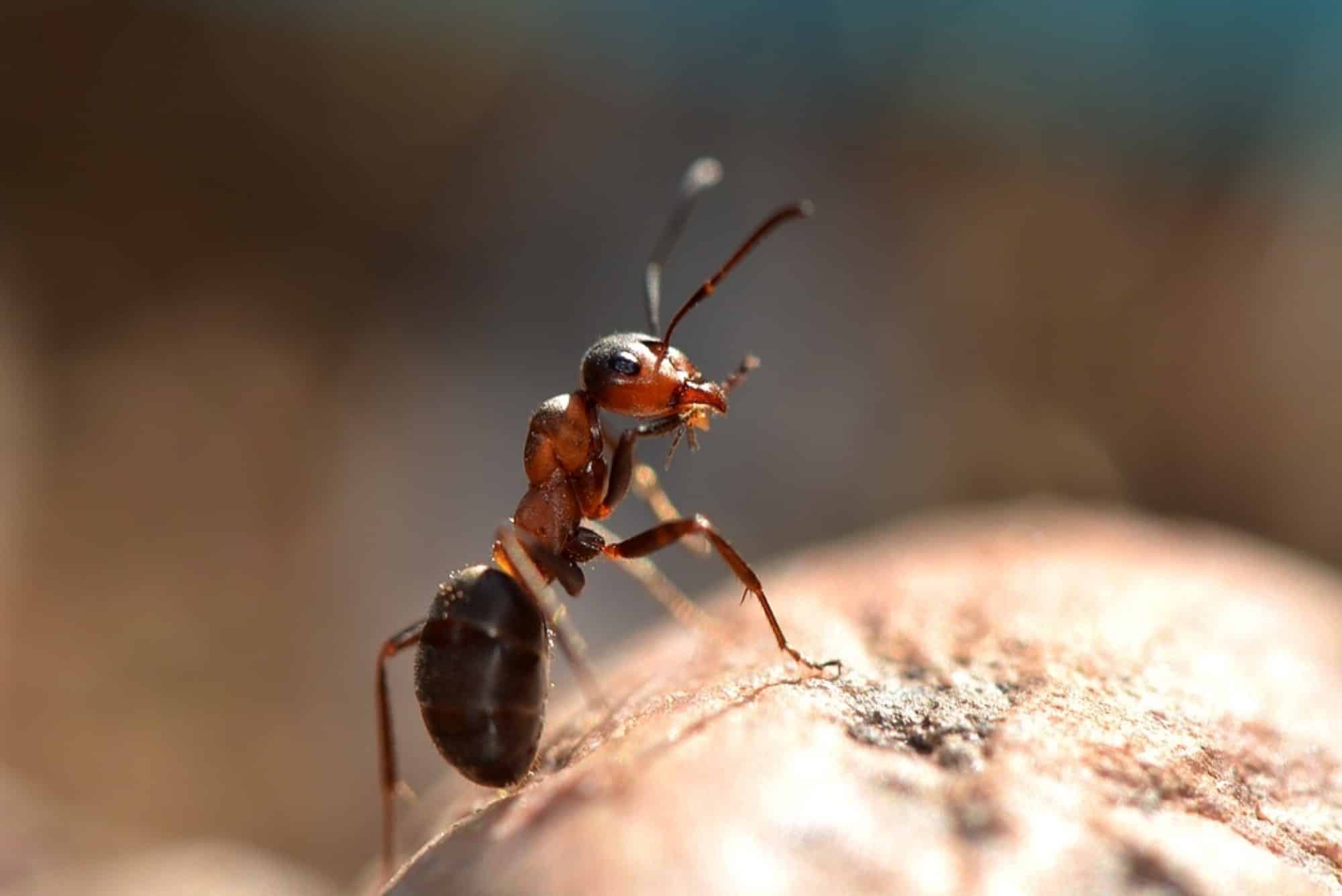 fourmis