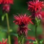 Bright red Monarda didyma flowers in green summer garden