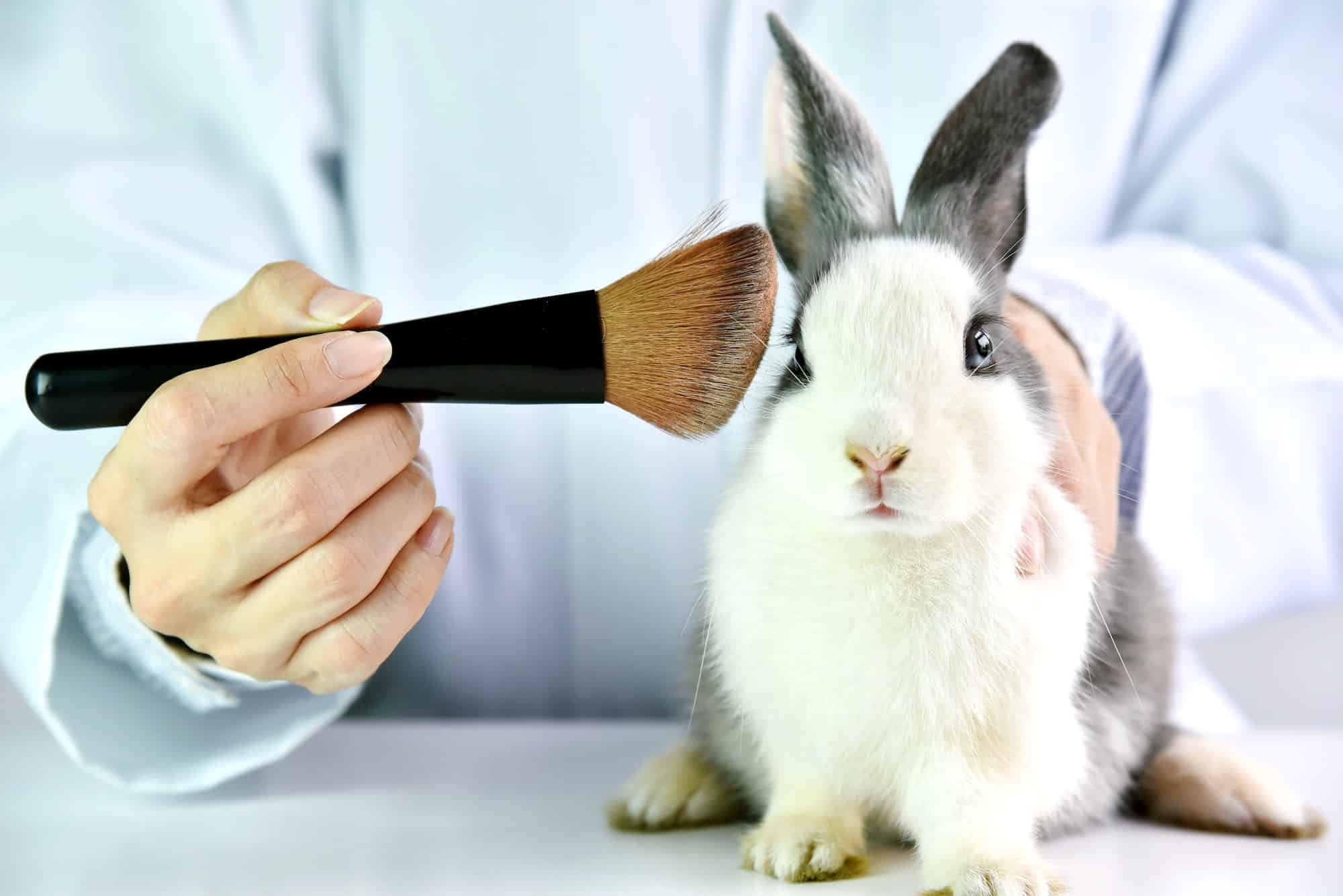 Le Royaume-Uni renoue avec les tests de cosmétiques sur les animaux 25 ans après les avoir interdits