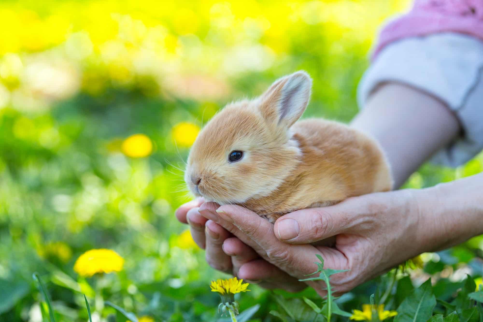 lapin
