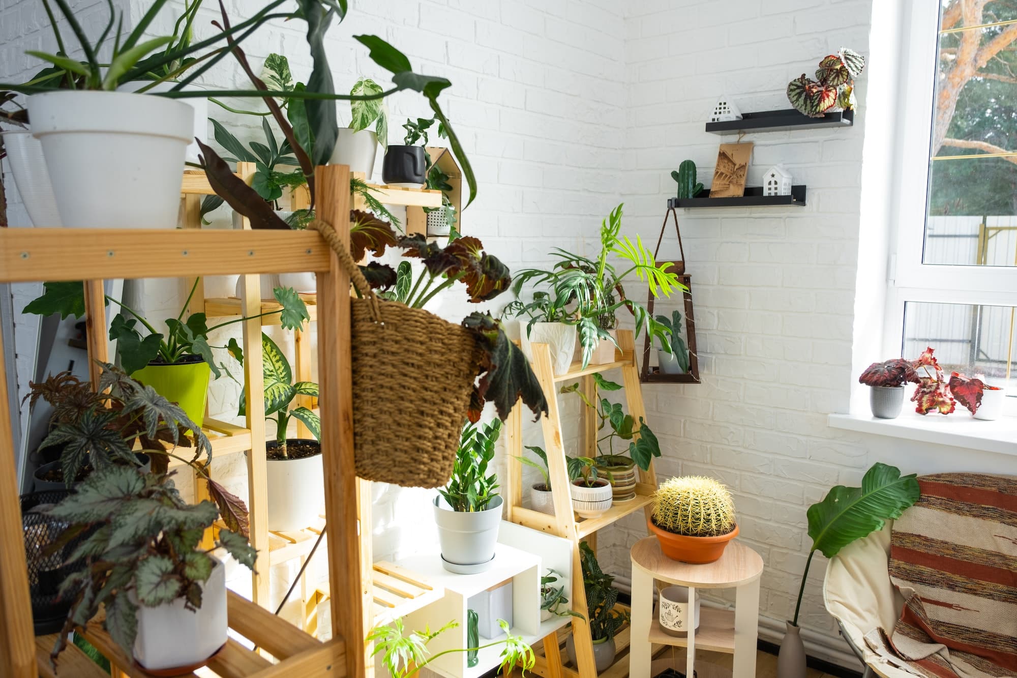 Pourquoi cette plante populaire pourrait ruiner l'harmonie de votre maison selon le Feng Shui ?