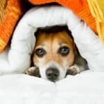 chien cache sous couverture