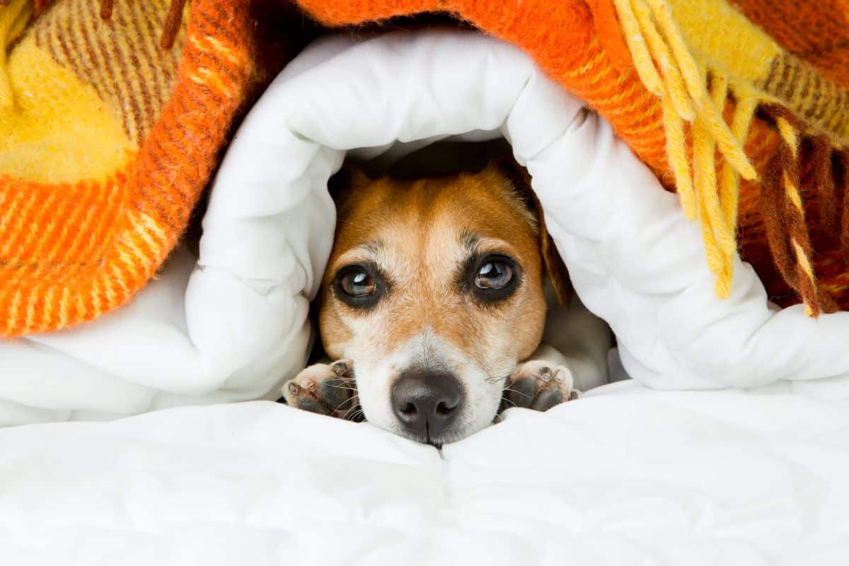 chien cache sous couverture