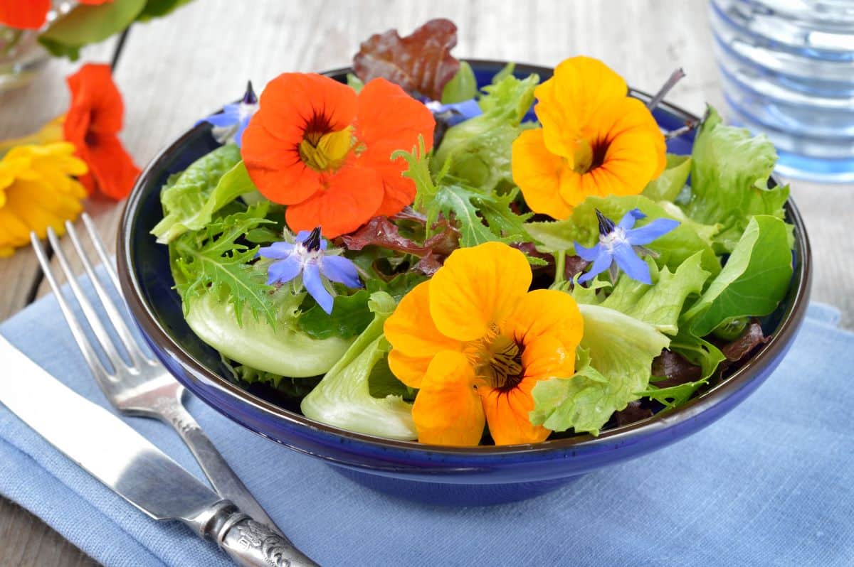 salade aux fleurs comestibles nasturtium
