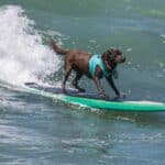 chien labrador surf