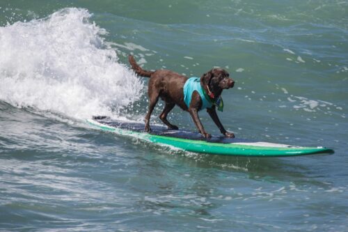 chien labrador surf