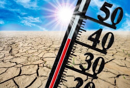 survie canicule