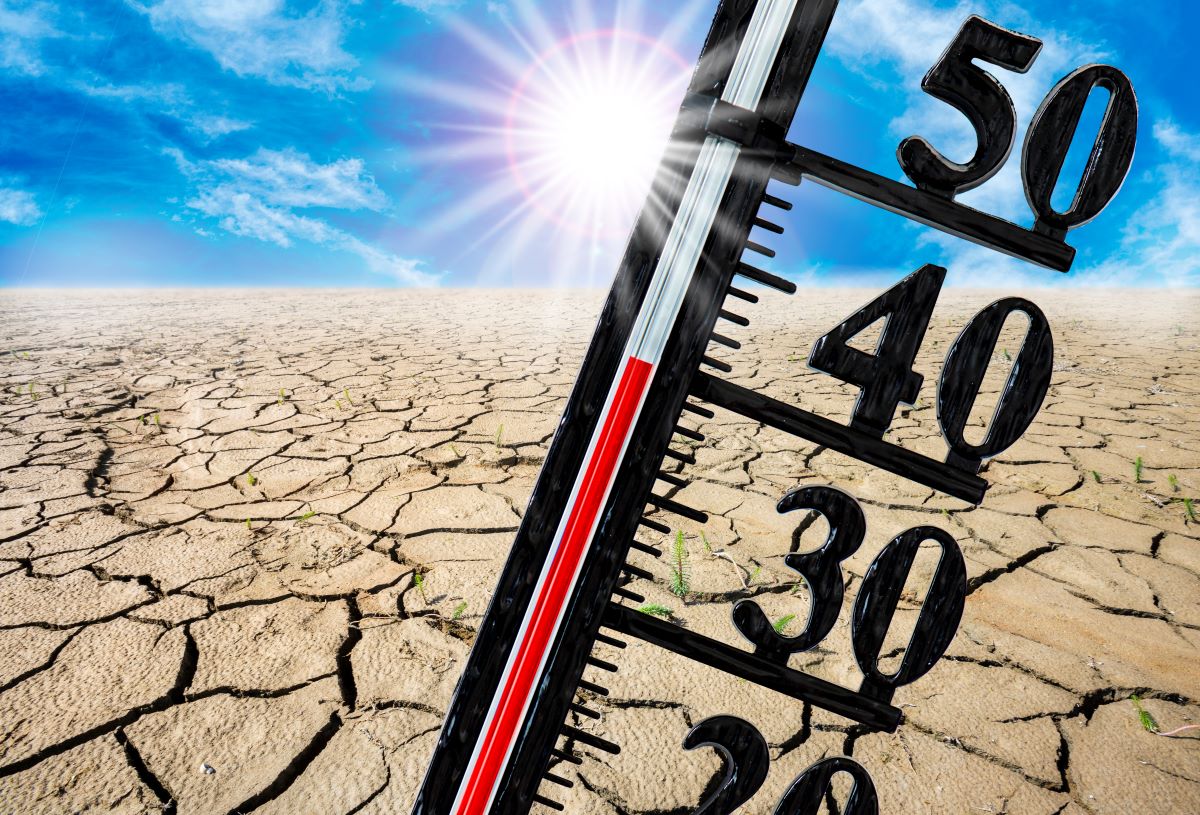 survie canicule