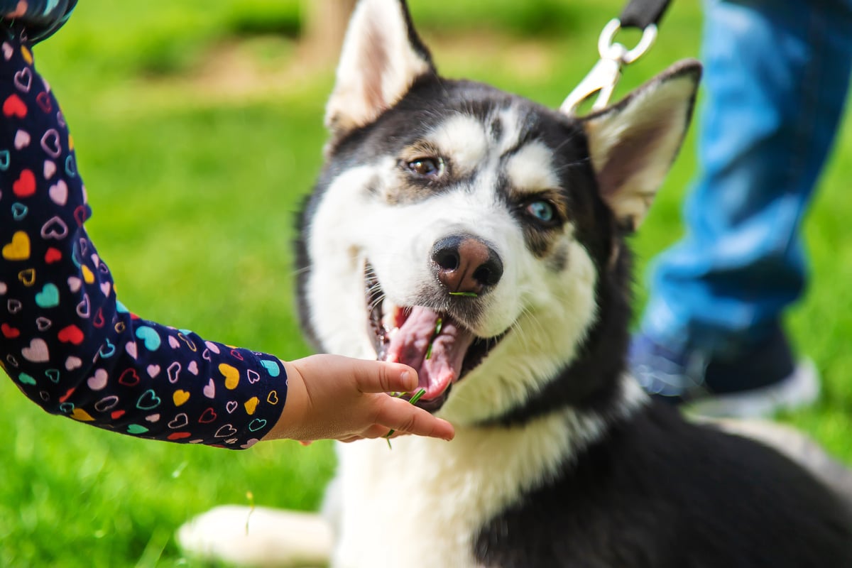 bébé joue avec un chien husky. mise au point sélective.