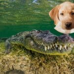 un crocodile sauve un chien news actualités insolite