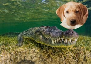 un crocodile sauve un chien news actualités insolite