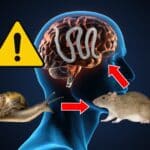 danger zombie infection ver pulmonaire rat escargot cerveau humain actualité