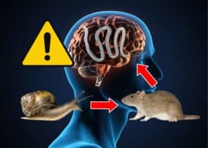 danger zombie infection ver pulmonaire rat escargot cerveau humain actualité